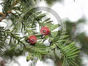 Taxus baccata (Gemeine Eibe)