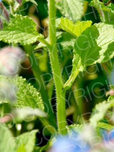 Borago officinalis (Borretsch)