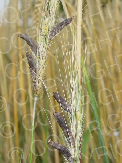 Claviceps purpurea (Mutterkornpilz)