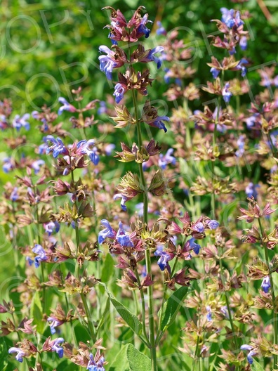 Salvia officinalis (Echte Salbei)