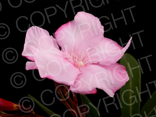 Nerium oleander (Oleander)