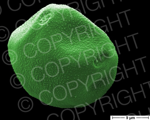 Alnus glutinosa (Schwarz-Erle) Alnus glutinosa (Schwarz-Erle)