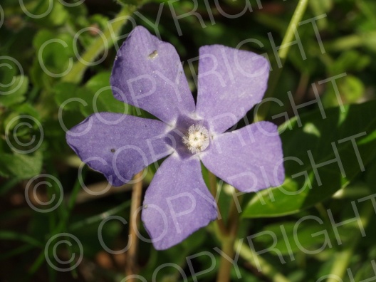 Vinca minor (Kleine Immergrün) Vinca minor (Kleine Immergrün)