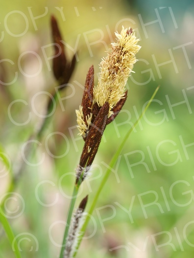 Carex flacca (Blaugrüne Segge) 