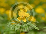 Anemone ranunculoides (Gelbe Windröschen)