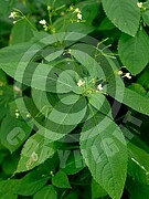 Impatiens parviflora (Kleine Springkraut)