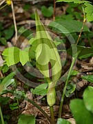 Arum maculatum (Gefleckter Aronstab)