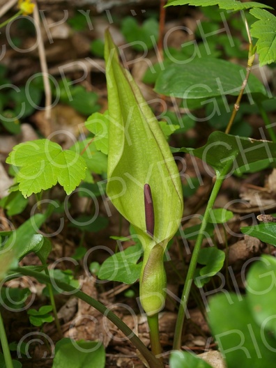 Arum maculatum (Gefleckter Aronstab)