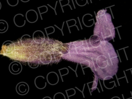 Lavandula angustifolia (Echte Lavendel)