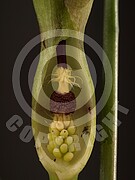 Arum maculatum (Gefleckter Aronstab)