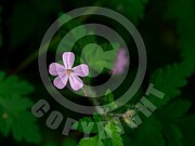 Geranium robertianum (Ruprechtskraut)