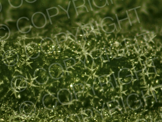 Lavandula angustifolia (Echte Lavendel)