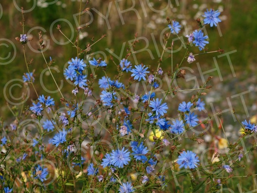 Cichorium intybus (Gewöhnliche Wegwarte)