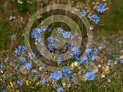 Cichorium intybus (Gewöhnliche Wegwarte)