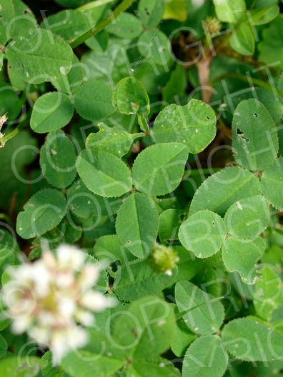 Trifolium repens (Weiß-Klee)