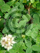 Trifolium repens (Weiß-Klee)