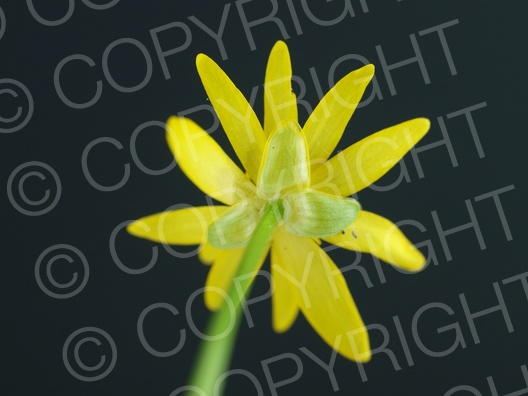 Ficaria verna (Scharbockskraut)