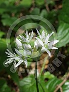 Allium ursinum (Bärlauch)