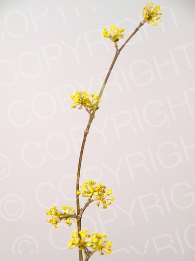 Cornus mas (Kornelkirsche)