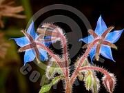 Borago officinalis (Borretsch)