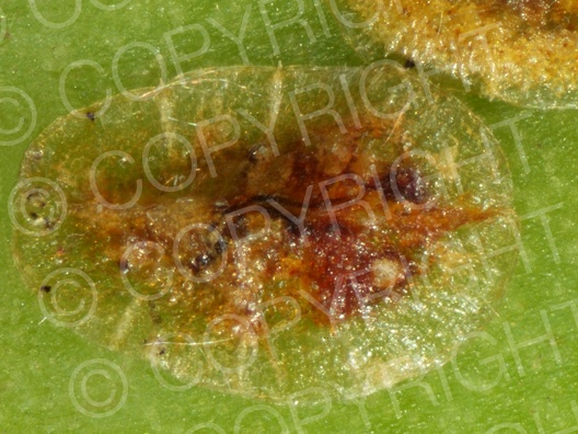 Deckelschildlaus (Diaspididae)