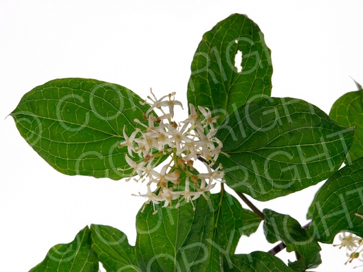 Cornus sanguinea (Rote Hartriegel)