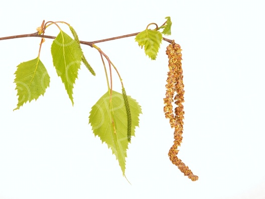 Betula pendula (Hänge-Birke)