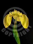 Iris pseudacorus (Sumpf-Schwertlilie)