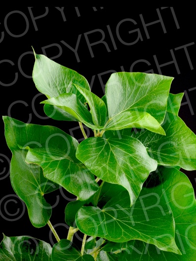 Hedera helix (Gemeiner Efeu) Hedera helix (Gemeiner Efeu)