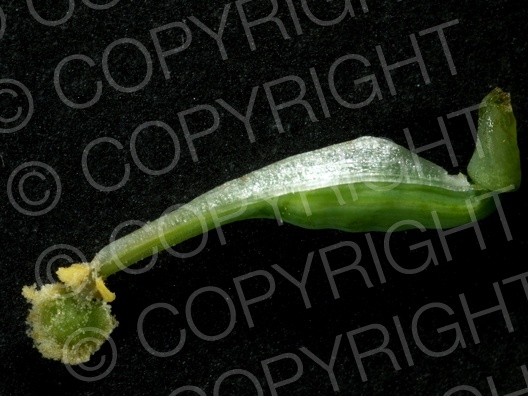 Corydalis cava (Hohle Lerchensporn) Corydalis cava (Hohle Lerchensporn)