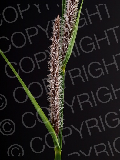 Carex flacca (Blaugrüne Segge) 