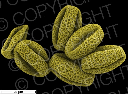 Salix alba (Silber-Weide) Salix alba (Silber-Weide)