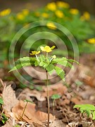 Anemone ranunculoides (Gelbe Windröschen)