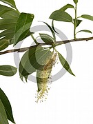Salix alba (Silber-Weide)