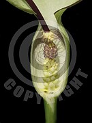 Arum maculatum (Gefleckter Aronstab)