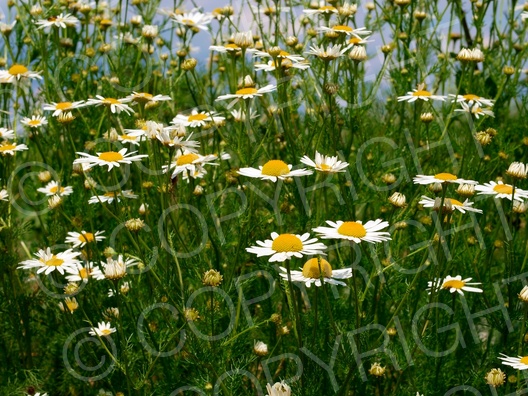 Matricaria recutita (Echte Kamille)