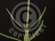 Lavandula angustifolia (Echte Lavendel)