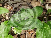 Arum maculatum (Gefleckter Aronstab)