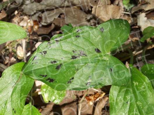 Arum maculatum (Gefleckter Aronstab)