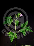 Geranium robertianum (Ruprechtskraut)