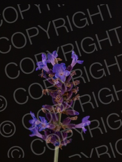 Lavandula angustifolia (Echte Lavendel)