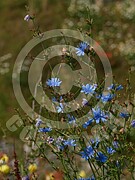 Cichorium intybus (Gewöhnliche Wegwarte)