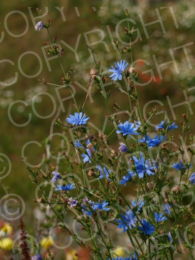 Cichorium intybus (Gewöhnliche Wegwarte)