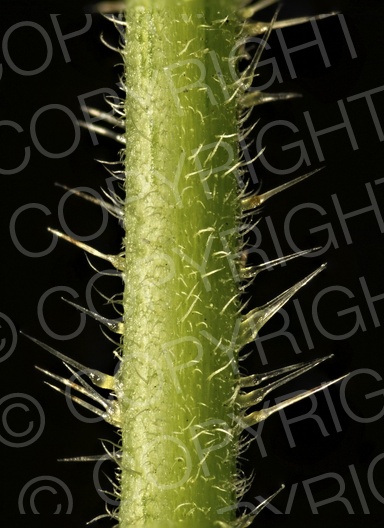 Urtica dioica (Große Brennnessel)