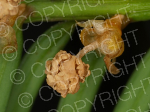 Taxus baccata (Gemeine Eibe)