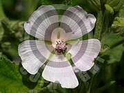 Althaea officinalis (Echte Eibisch)