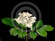 Sambucus nigra (Schwarze Holunder)