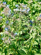 Borago officinalis (Borretsch)