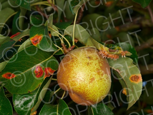 Gymnosporangium fuscum (Birnengitterrost)