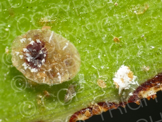 Deckelschildlaus (Diaspididae)